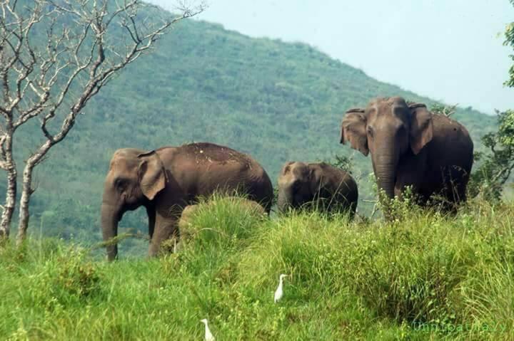 Green Leaf Home Stay Thekkady Εξωτερικό φωτογραφία